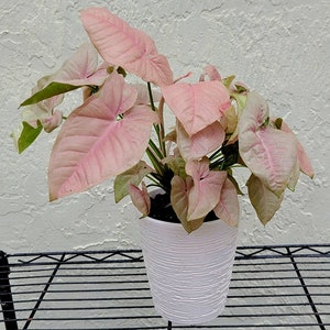 Pink Allusion Arrowhead Plant