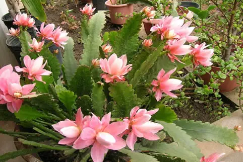 Pink Pride orchid cactus