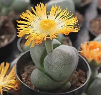 Pleiospilos nelii (Split Rock)