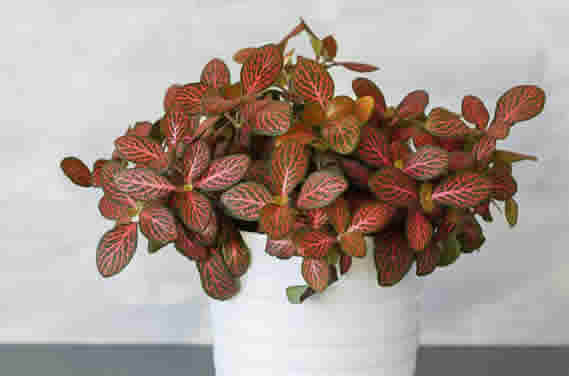 Potted Nerve Plant