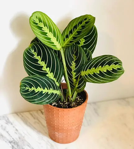Potted Prayer Plant