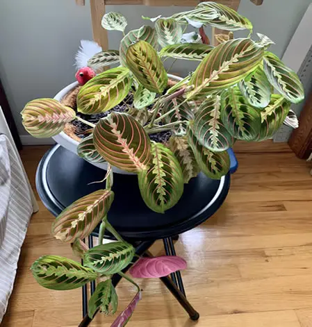 Prayer Plant indoors