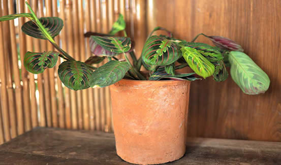 Prayer Plant outside