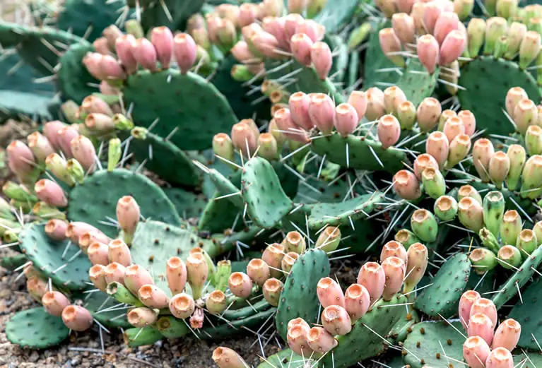 Prickly Pear Cactus