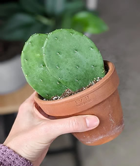 Prickly Pear propagation by pads