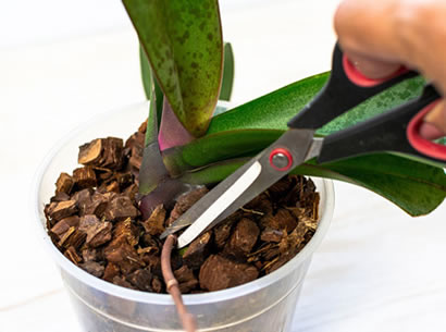 Propagate Orchids