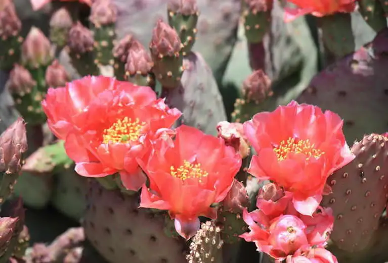 Propagate Prickly Pear Cactus