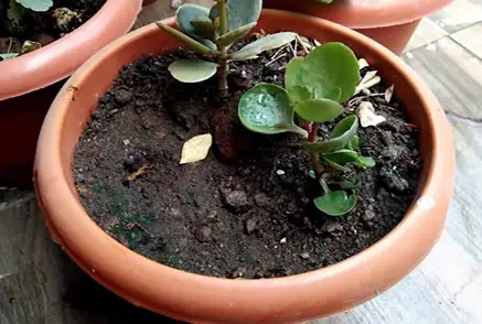 Propagated Kalanchoe