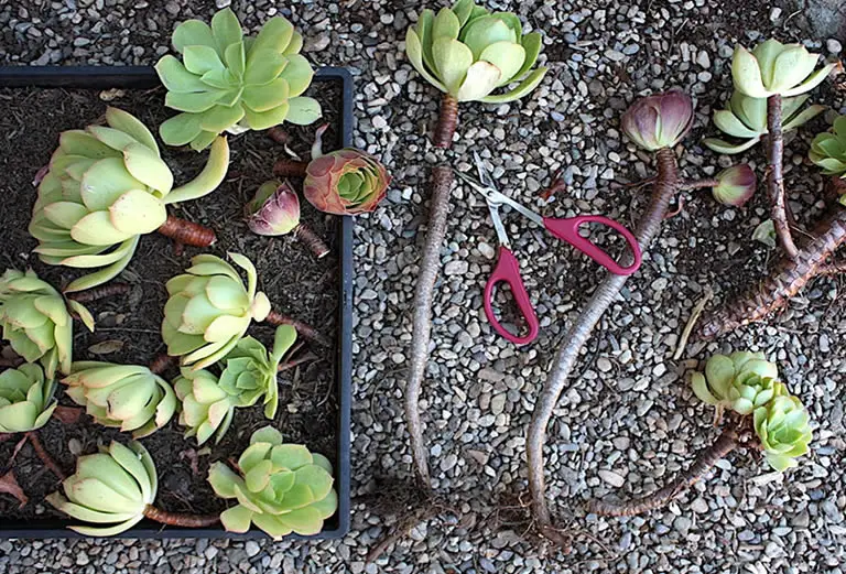 Propagating Aeonium