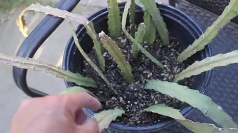 Propagating Epiphyllum stem cuttings