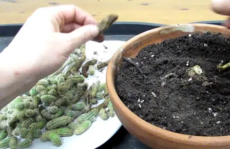 Peanut Cactus