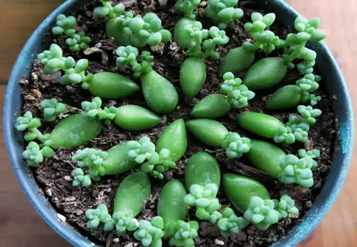 Propagating Sedum