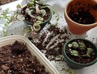 Propagating String of Hearts in soil