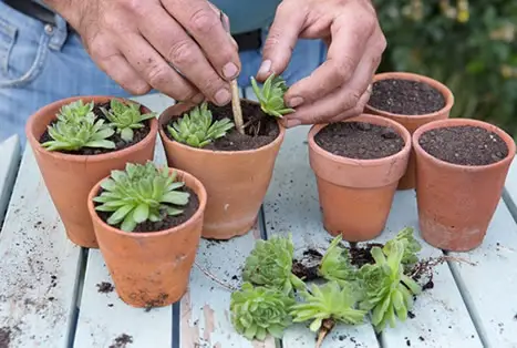 Propagating sempervivum hens and chicks
