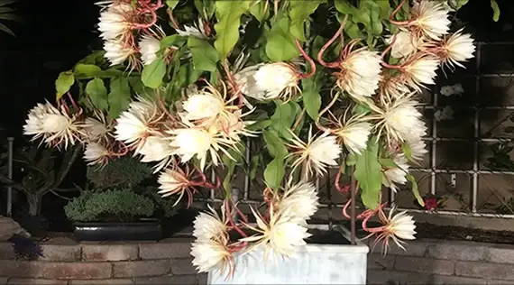 Queen of the Night orchid cactus