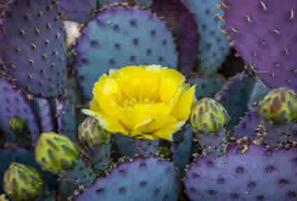 Santa Rita Prickly Pear