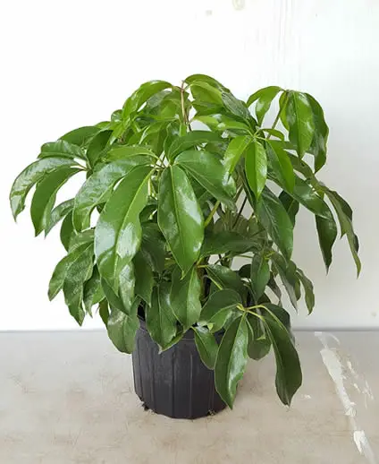 Schefflera actinophylla