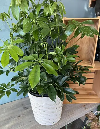 Schefflera arboricola