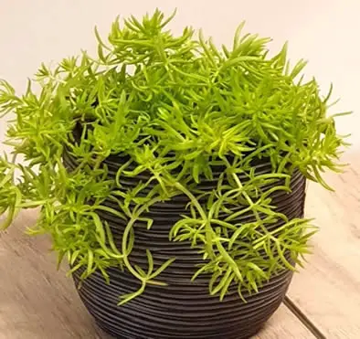 Sedum Lemon Coral
