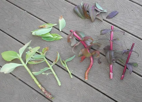 Sedum leaf cuttings