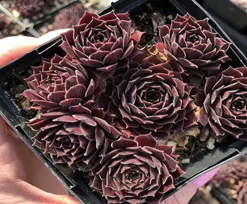 Sempervivum Black