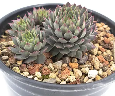Sempervivum Pacific Blue Ice