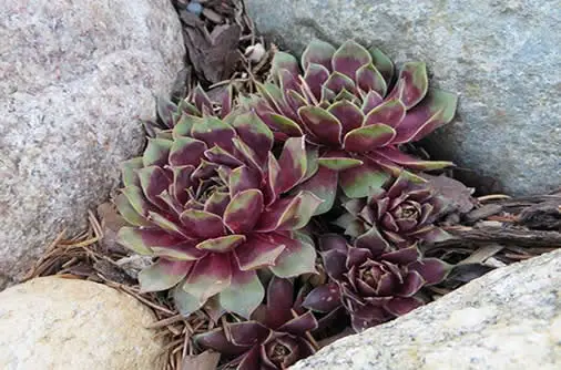 Sempervivum Red Rubin