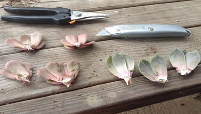 Sempervivum leaf cuttings