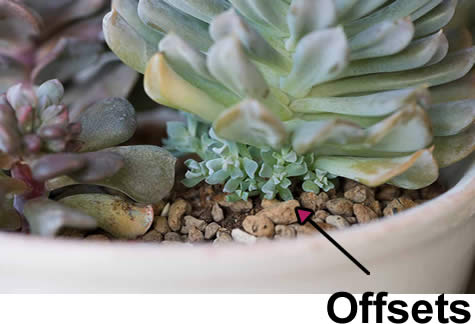 Sempervivum offsets
