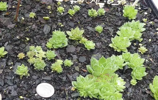 Sempervivum seedlings
