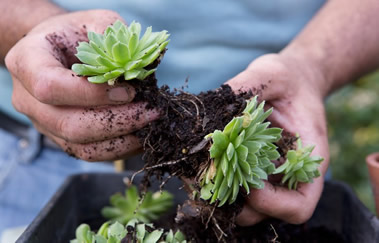 Sempervivums offset division