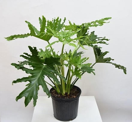 Split Leaf Philodendron (Thaumatophyllum bipinnatifidum)