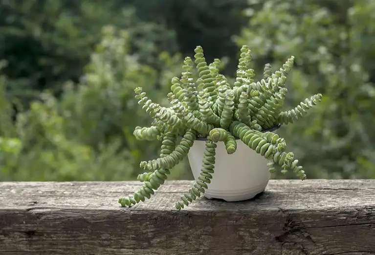 String of Buttons Crassula Perforata