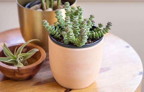 String of Buttons houseplant