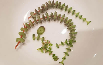 String of Buttons stem cuttings