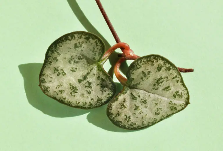 String of Hearts Propagation