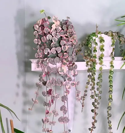 String of Hearts pink variegated