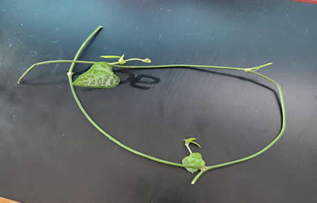 String of Spades cutting