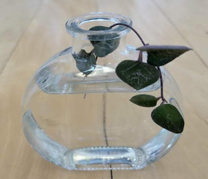 String of Spades water propagation
