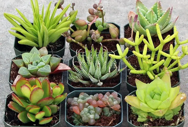 Succulents