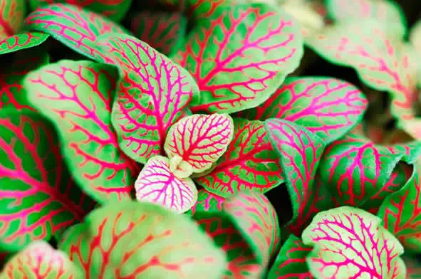 The Nerve Plant Fittonia