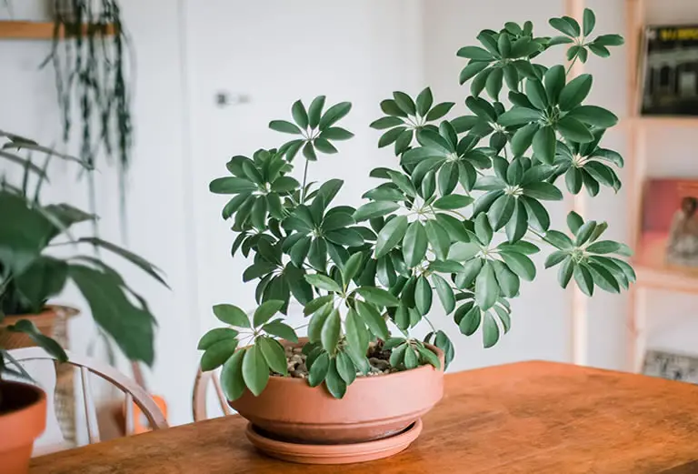 Umbrella Plant Care