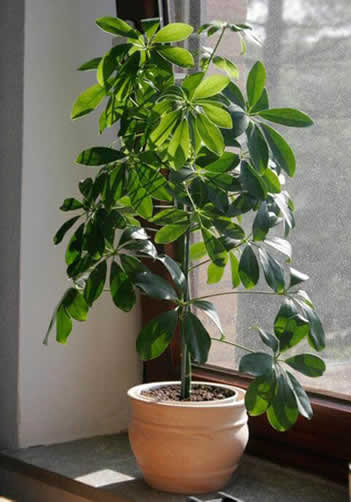 Umbrella plant by window