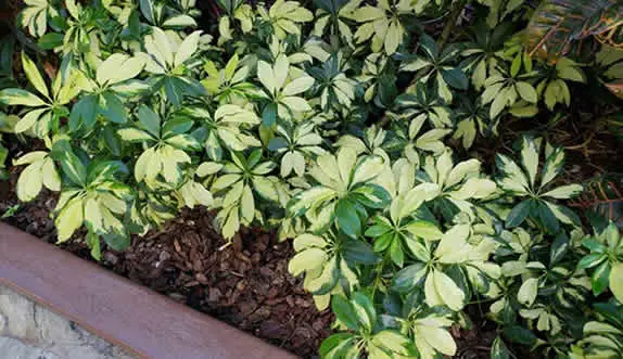 Umbrella plant outdoor yard plants