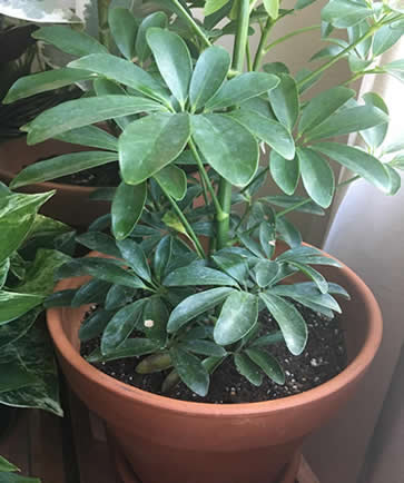 Umbrella plant potted indoors