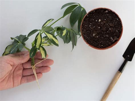 Umbrella plant propagation in soil