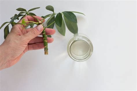 Umbrella plant propagation in water