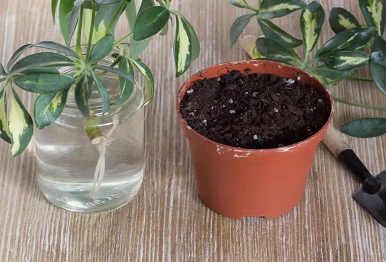 Umbrella plant propagation water or soil