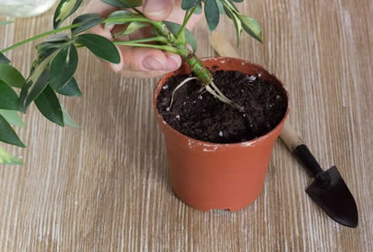 Umbrella plant stem cutting