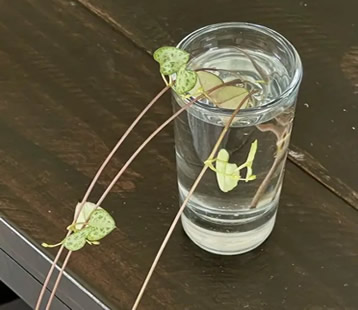 Water propagation String of Hearts
